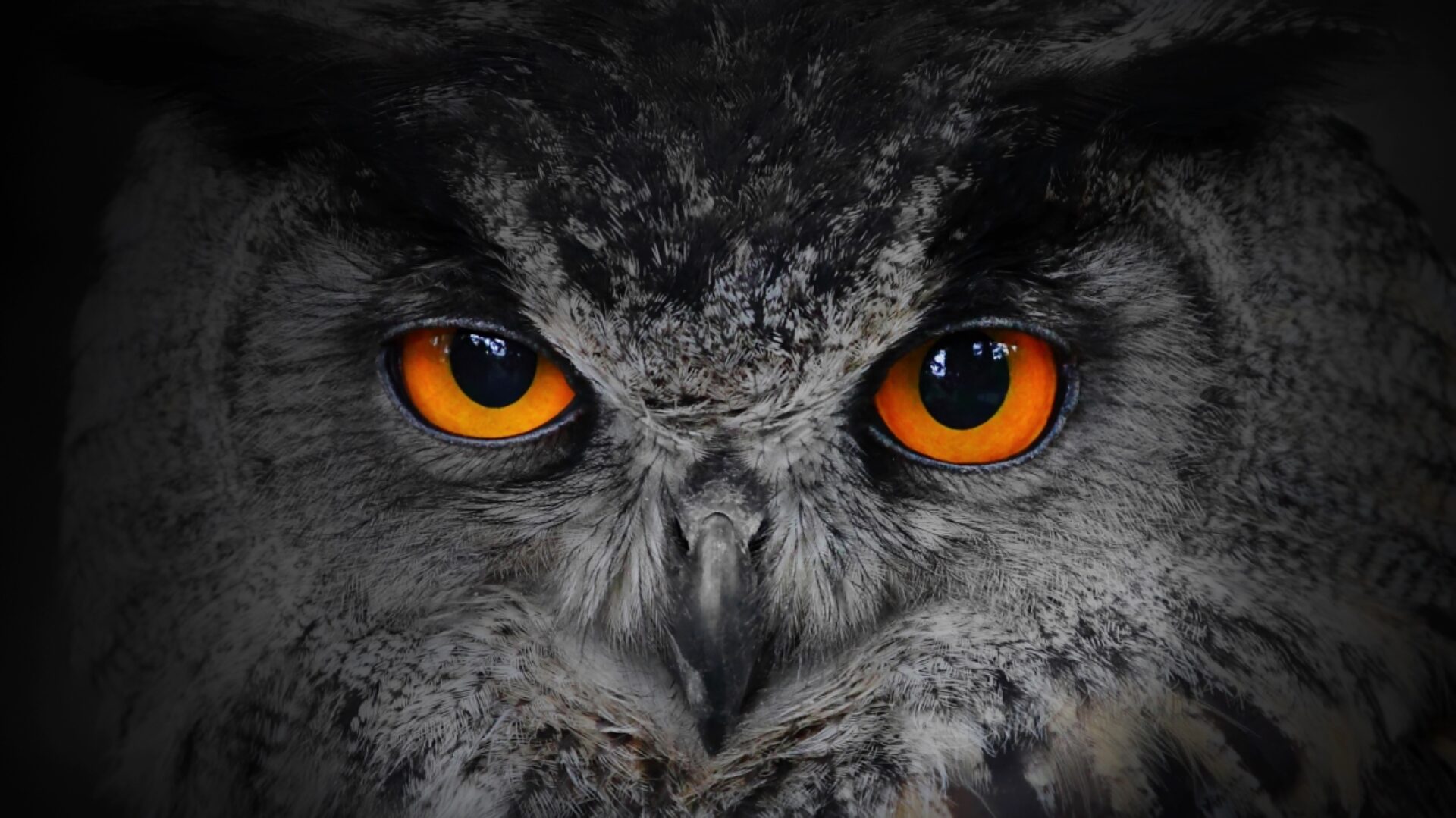 Hoolet